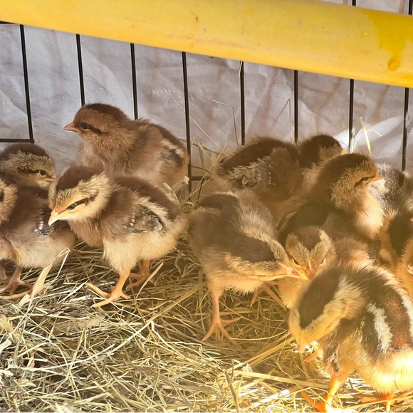 LISTING FOR CHATTING - Picture 9 of 11